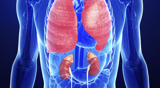 kidney-lung